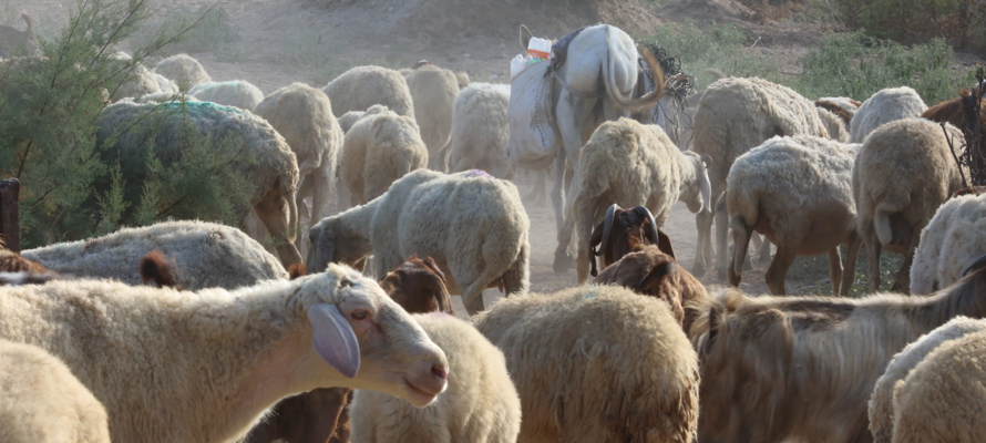 Qurbani Rules for Families: Who Gives, How to Share and What to Know