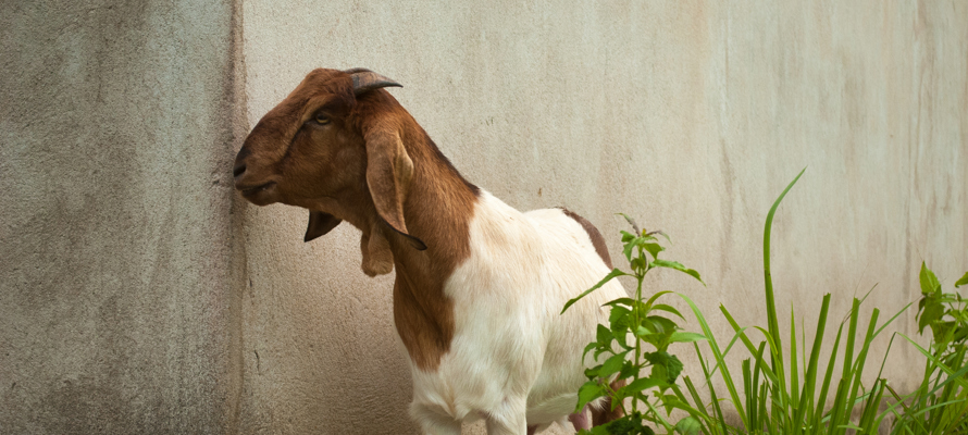 Stories of Sacrifice