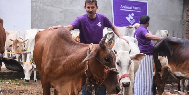 India Qurbani (whole animal)