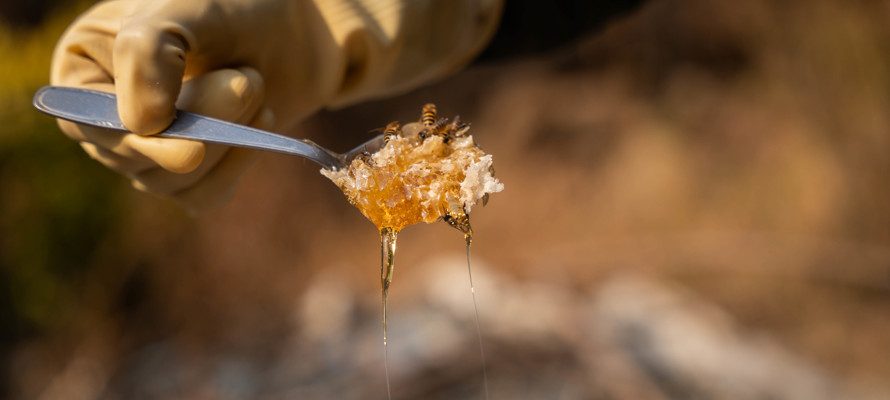 Human Appeal announces new beekeeping livelihood project in Syria