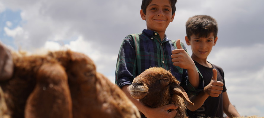 What Is Aqiqah (Aqiqa)? Timing, Number of Animals, and What the Schools Say