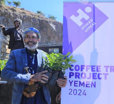 Coffee Trees in Yemen