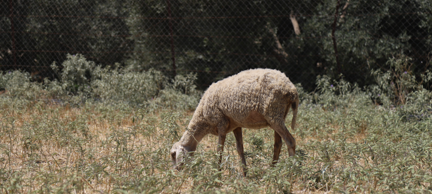 Qurbani for Someone Who Passed Away