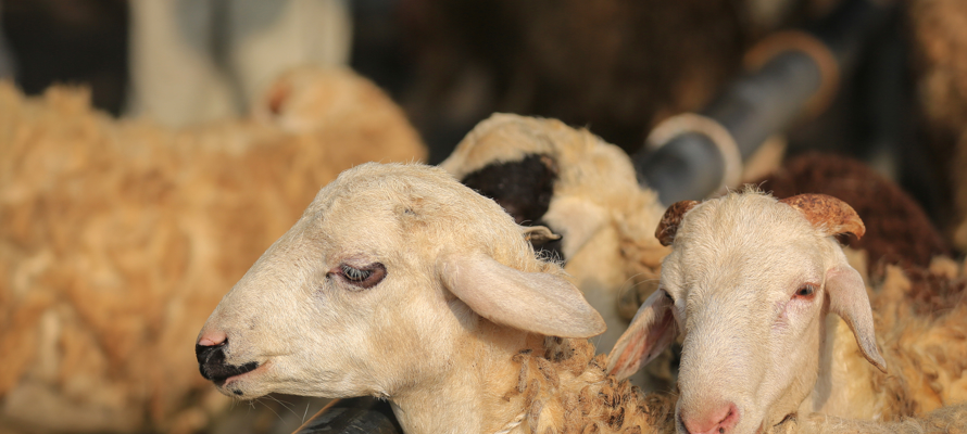 The Spiritual Benefits of Qurbani