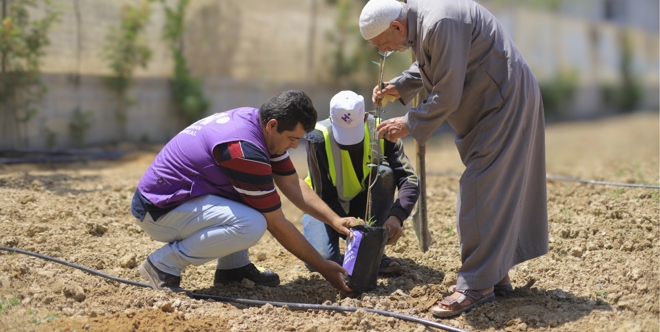 Plant Olive Trees
