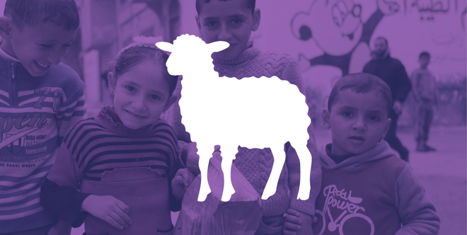 Sheep Qurbani (Udhiyah)   