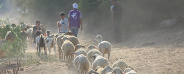 What Is Qurbani? Meaning, Rules, and How to Give