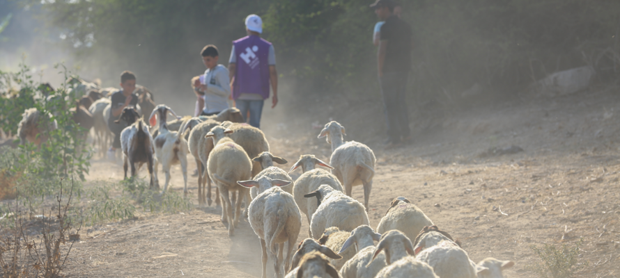 What Is Qurbani? Meaning, Rules, and How to Give