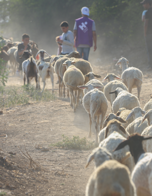 What Is Qurbani? Meaning, Rules, and How to Give