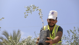 Olive Trees Appeal