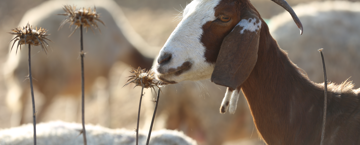 When Is Eid al-Adha? Date, Meaning, and How to Prepare