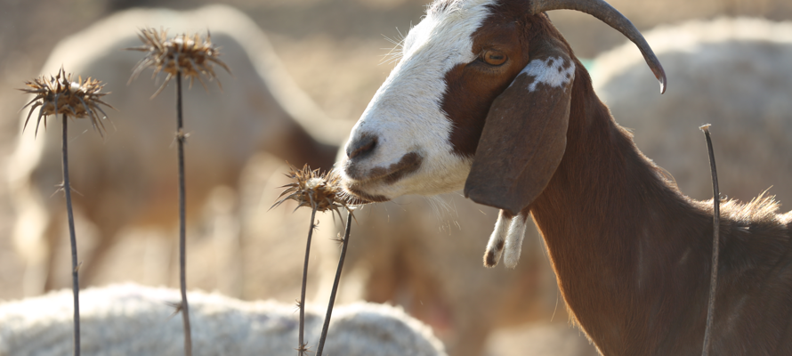 When Is Eid al-Adha 2026? Tuesday, May 27 — How to Prepare