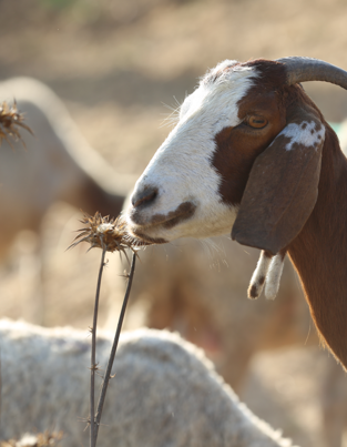 When Is Eid al-Adha? Date, Meaning, and How to Prepare