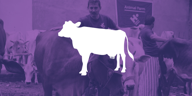 Cow Qurbani (Udhiyah)   