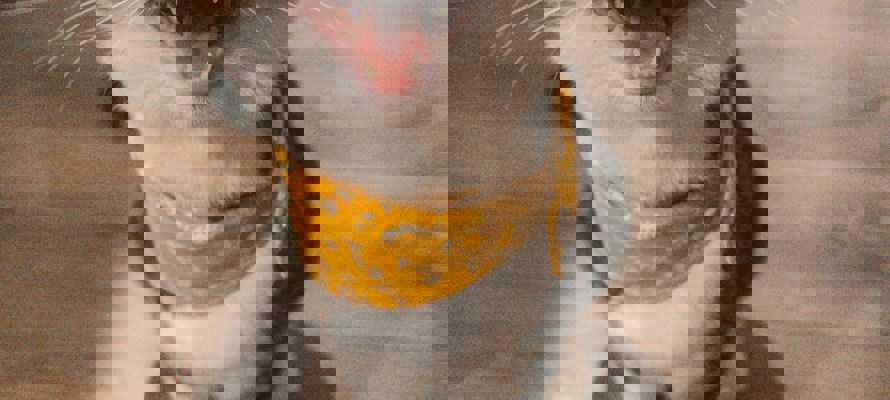 How Muslims Honor Animals in Islam