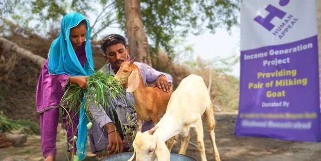Pair of Milking Goats
