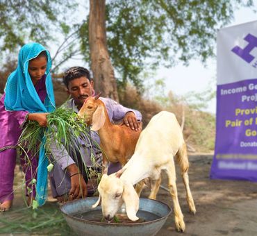 Pair of Milking Goats