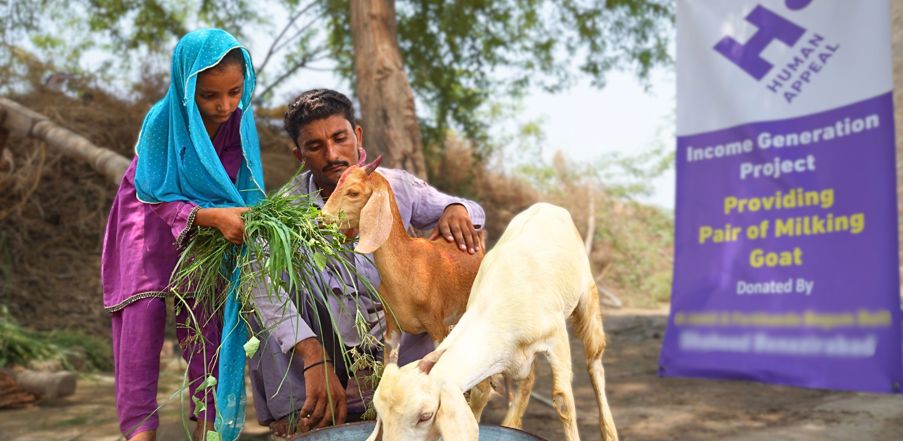 Pair of Milking Goats