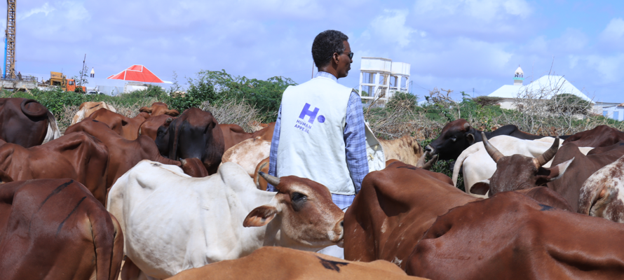 Giving Qurbani for the First Time: A Step-by-Step Guide