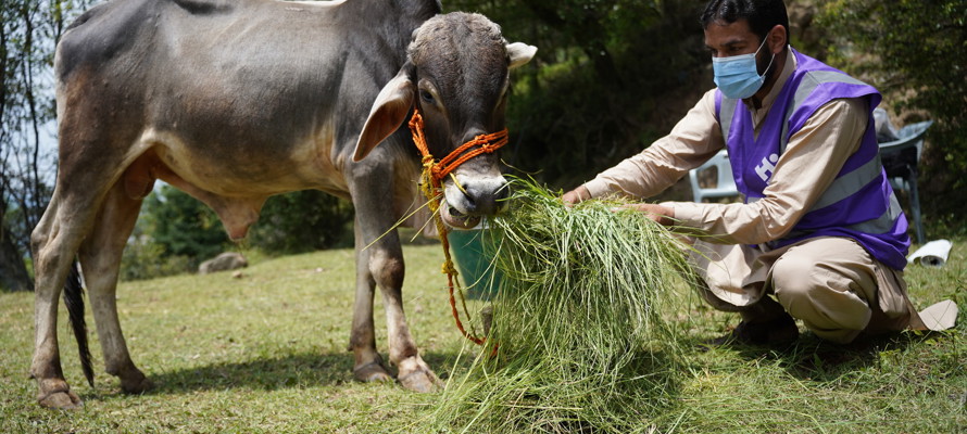 Rules of Qurbani - Q&A