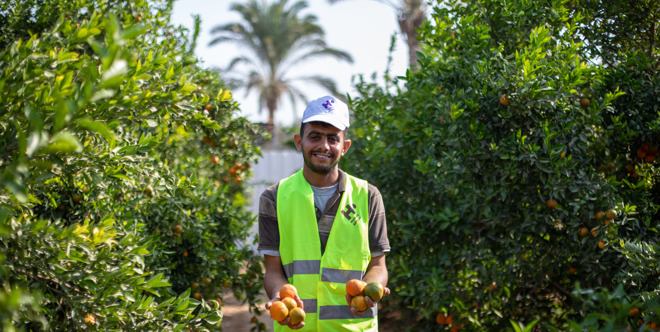 Gaza Fruits Parcel