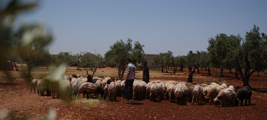 Qurbani vs Udhiyah: What Is the Difference?